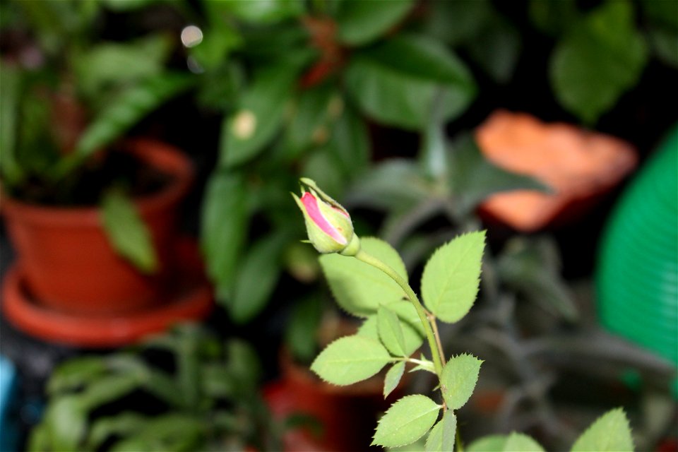 trandafir_mic2012_0408_084200