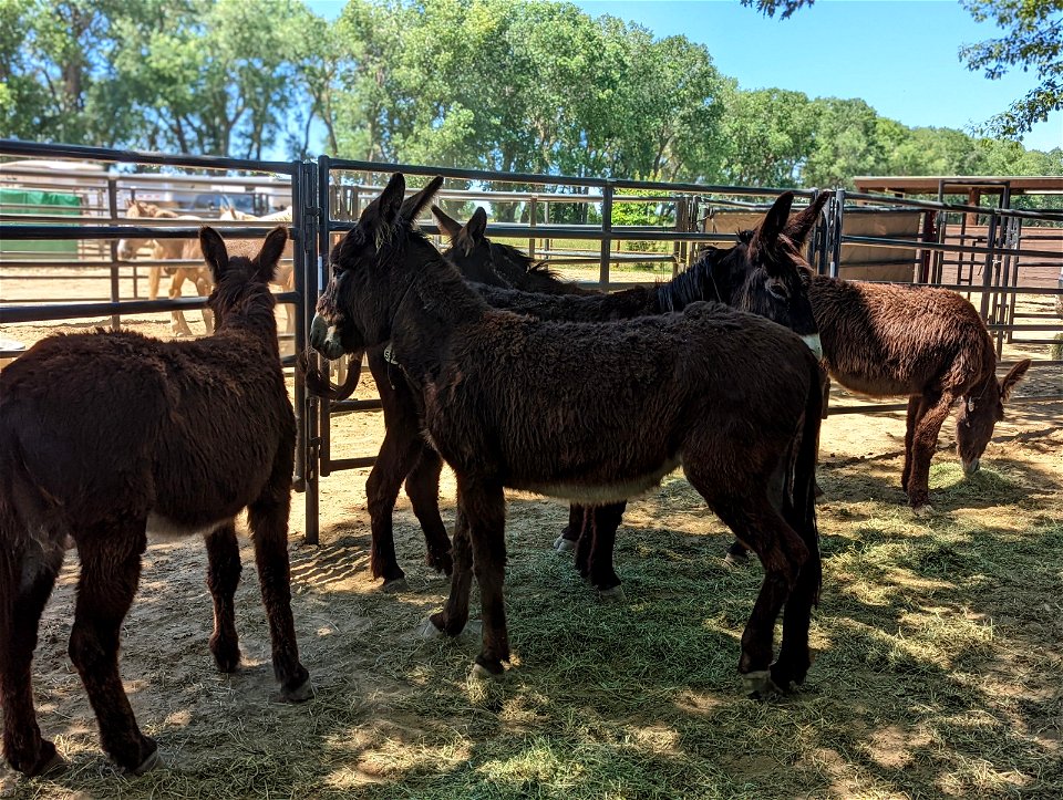 Wild Horse & Burro Adoption at Rancho Murieta