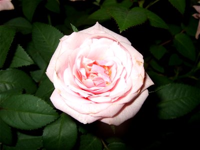 mcrotradaf2009_0716_200730