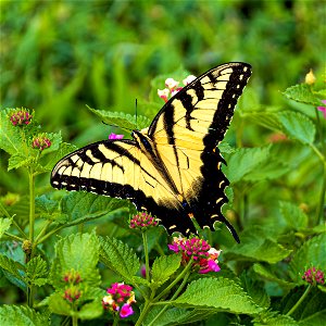 Day 244 - Eastern Tiger Swallowtail photo