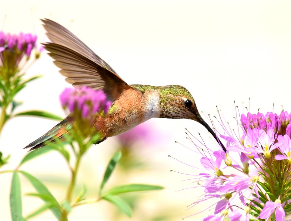 Rufous hummingbird at Seedskadee National Wildlife Refuge