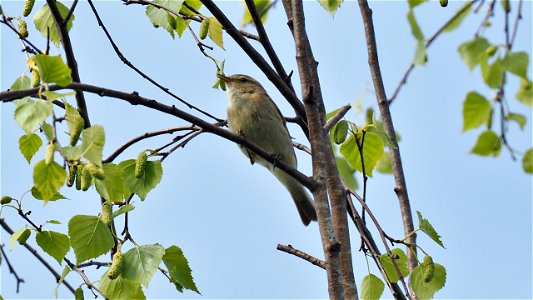 Der Zilpzalp singt ein Ständchen in der Birke