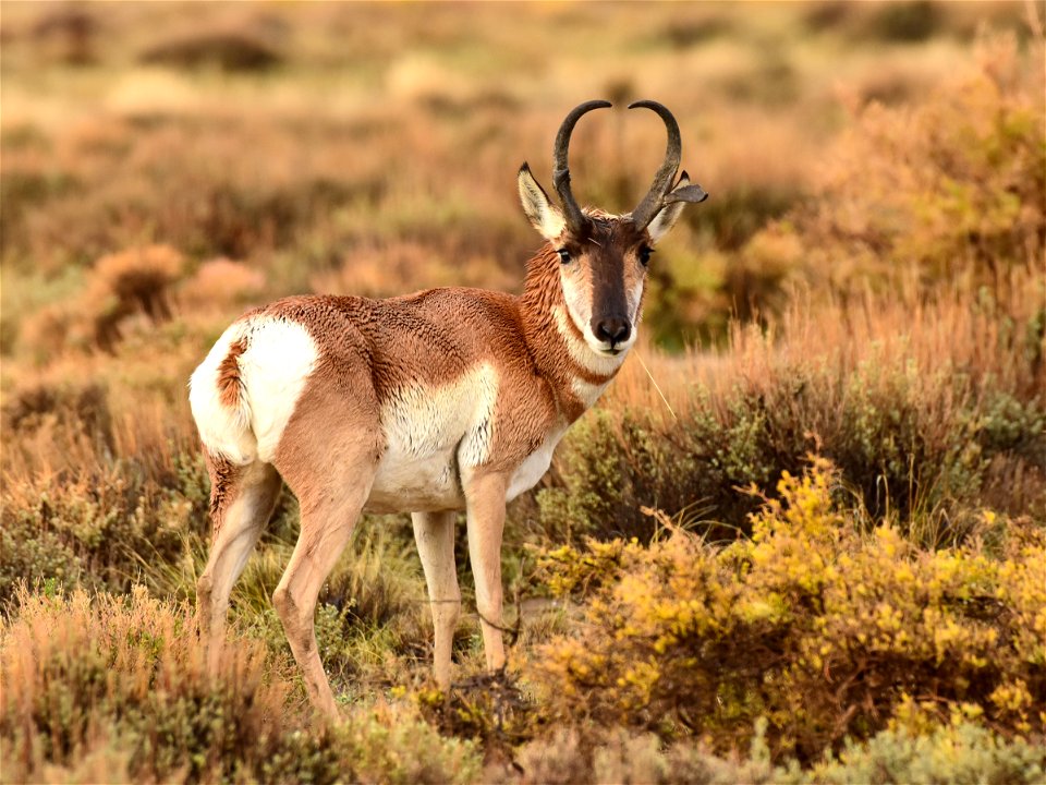 Pronghorn at Seedskadee National Wildlife Refuge