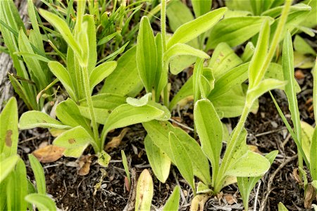 Arnica fulgens
