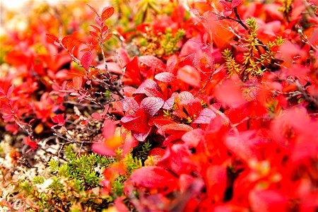 Bearberry in the fall photo