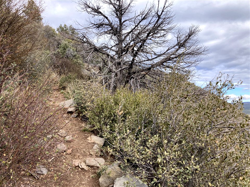 A.B. Young Trail