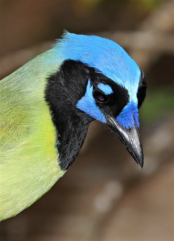 636 - GREEN JAY  (12-03-2021) the butterfly center, hidalgo co, tx -03