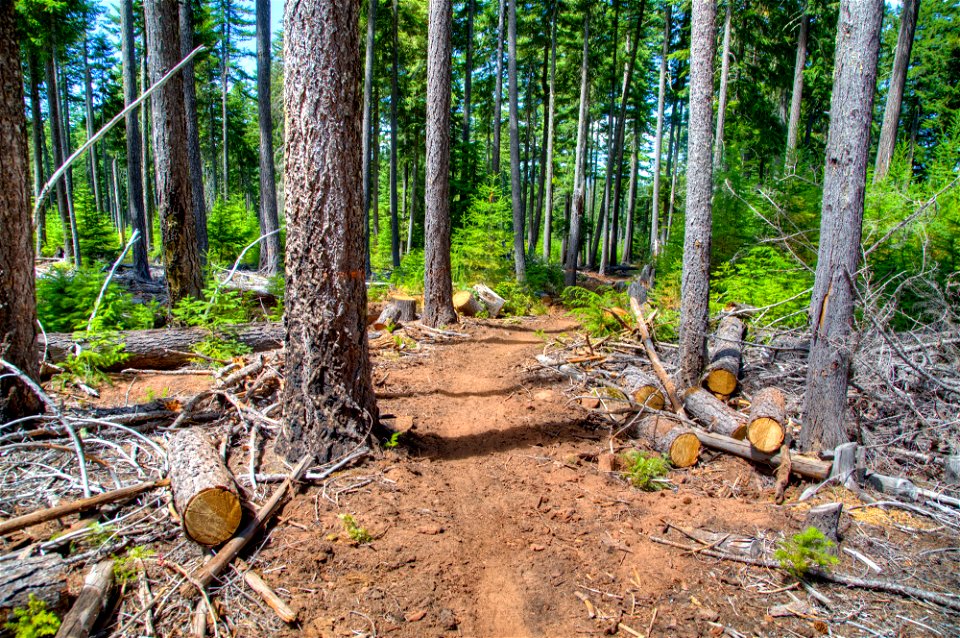 O-Mt Hood OHV Trail-13