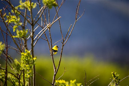American Goldfinch - Spinus tristis photo