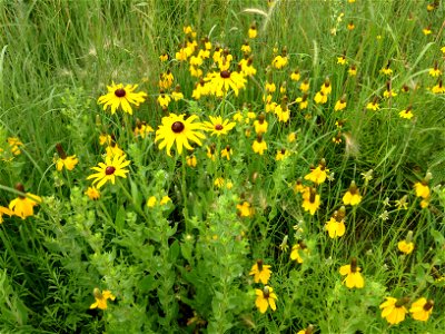 Black-Eyed Susan and Yellow Prairie Coneflowers Lake Andes Wetland Management District South Dakota