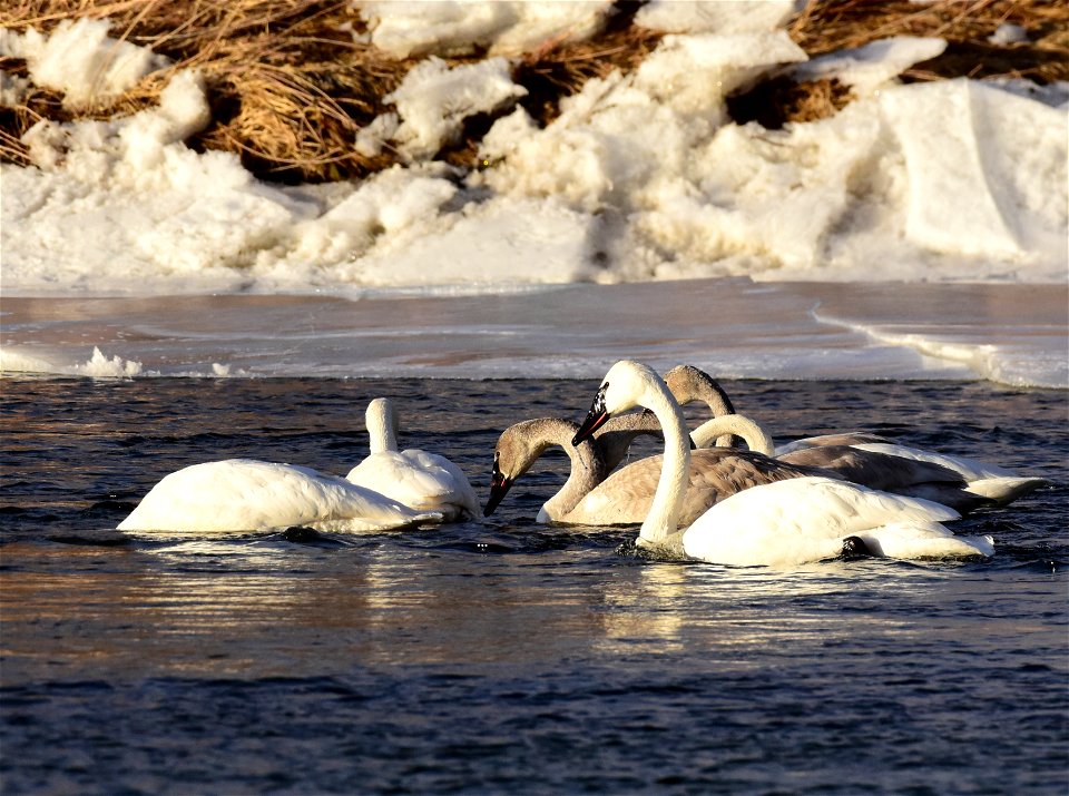Trumpeter swans at Seedskadee National Wildlife Refuge