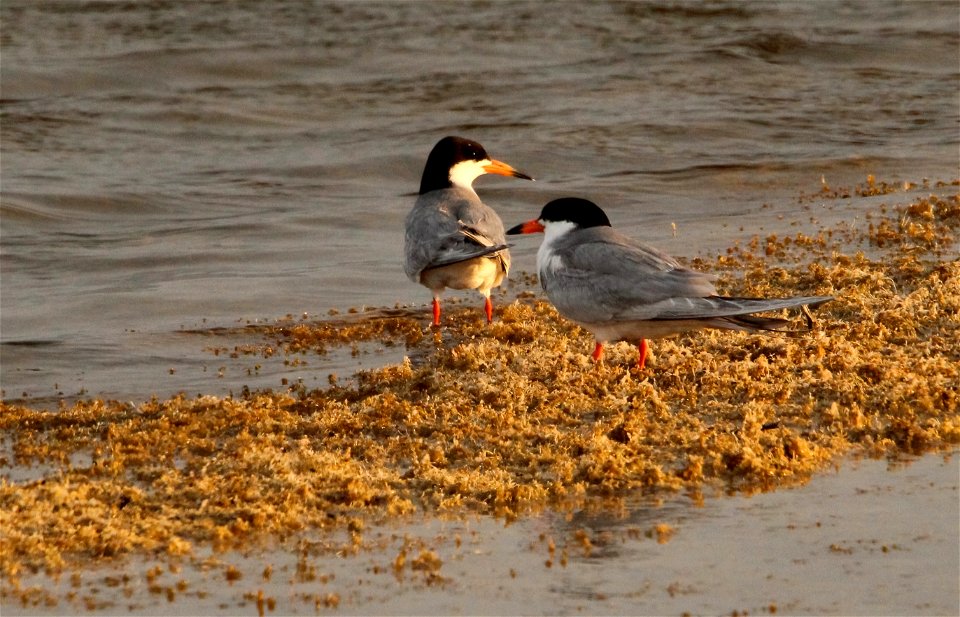 Forster's Tern at Fish Springs National Wildlife Refuge