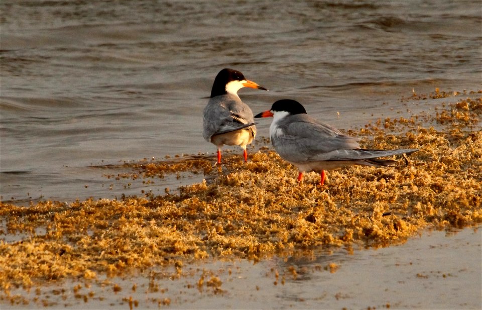 Forster's Tern at Fish Springs National Wildlife Refuge photo