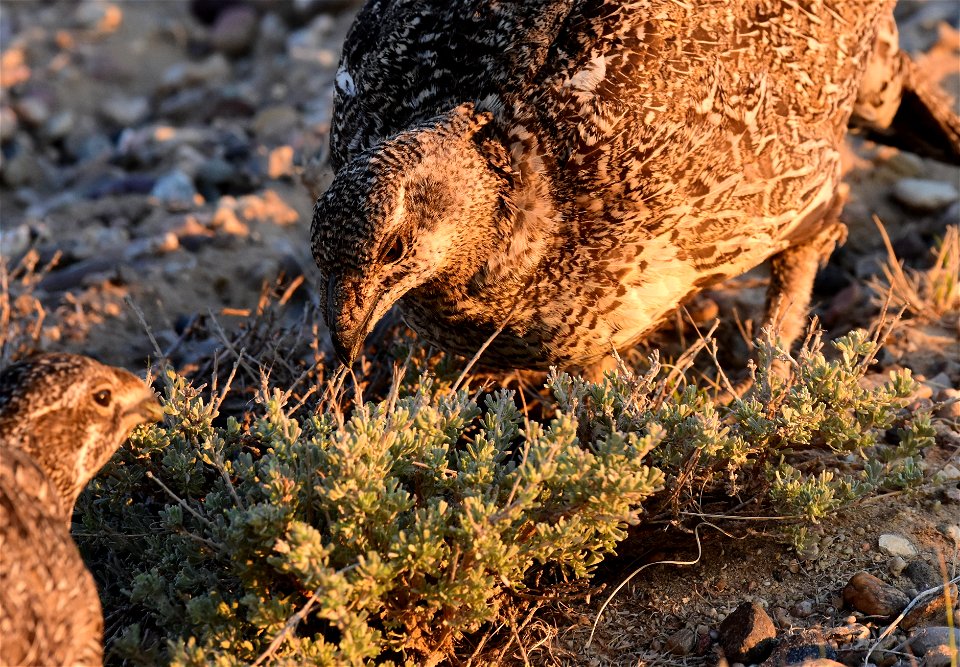 Greater sage-grouse at Seedskadee National Wildlife Refuge