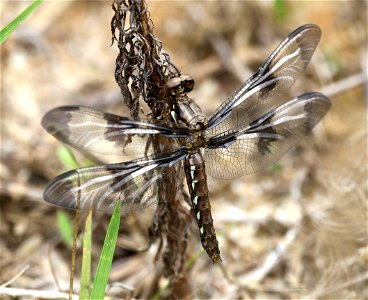 SKIMMER, COMMON WHITE-TAIL (Libellula lydia) (06-01-2023) female, sandy pines reserve, wake co, nc -01
