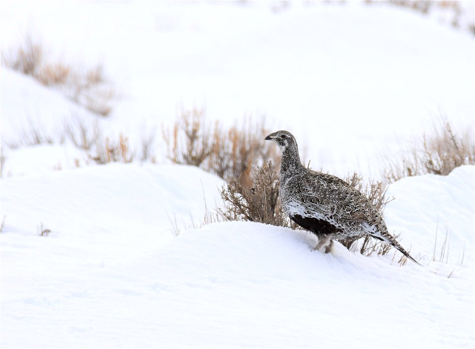 Greater sage-grouse on Seedskadee National Wildlife Refuge