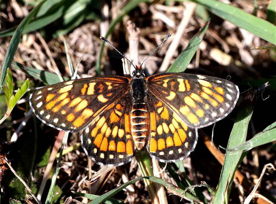 PATCH, DEFINITE (Chlosyne definita) (12-15-2022) dick kleberg park, kingville, king co, tx -02