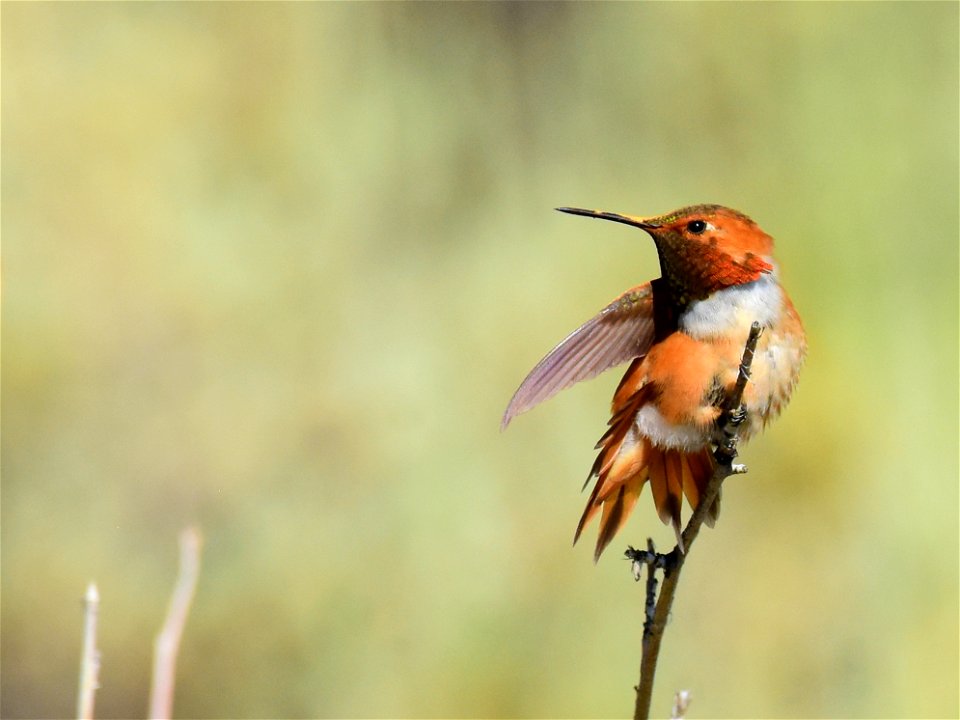 Rufous hummingbird at Seedskadee National Wildlife Refuge