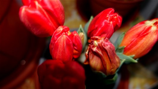 tulips_lalele-2023_0221_090724