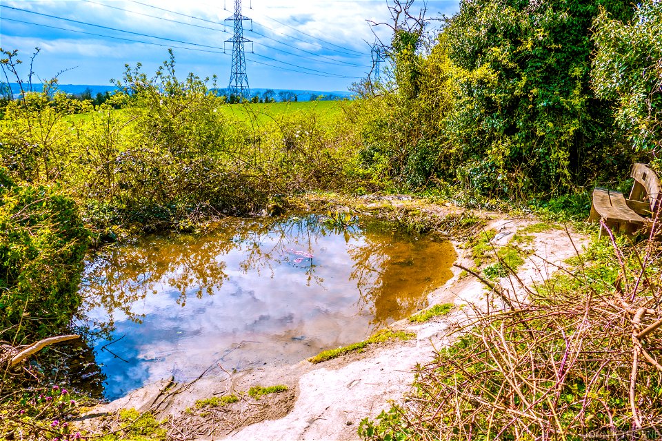 Newt Pond North Downs