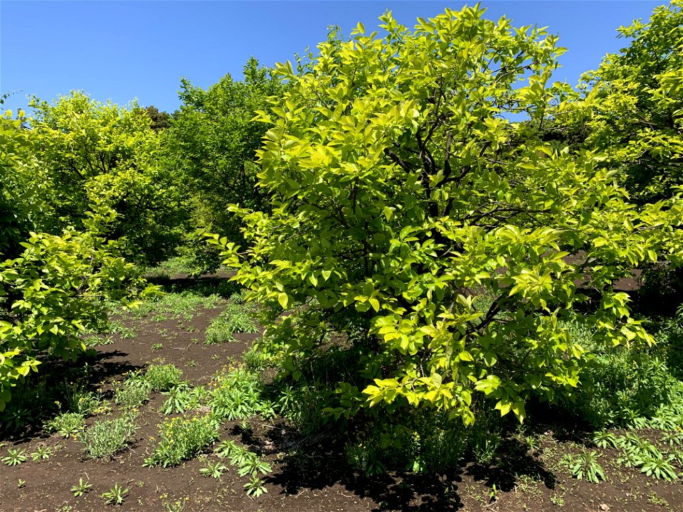 Kanayamacho in Higashikurume-shi