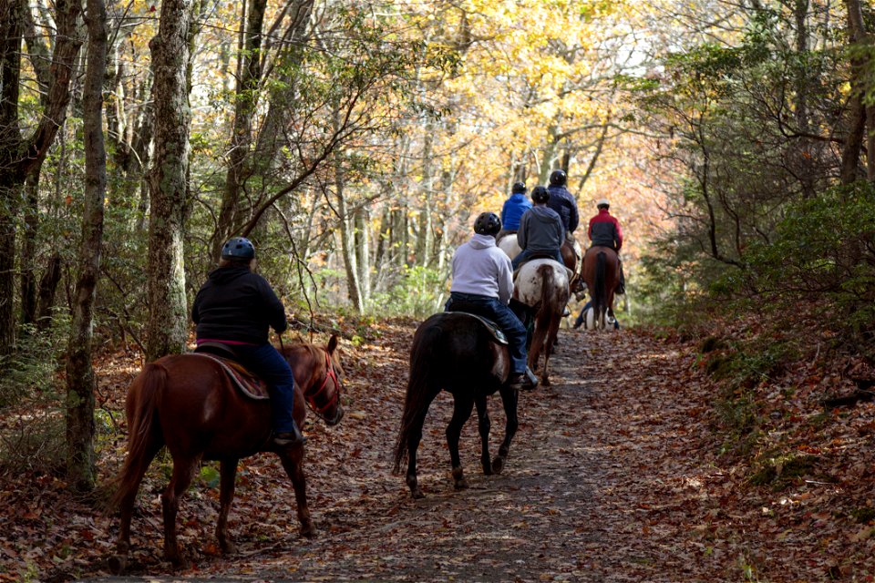 Horseback Riding on Limberlost Trail