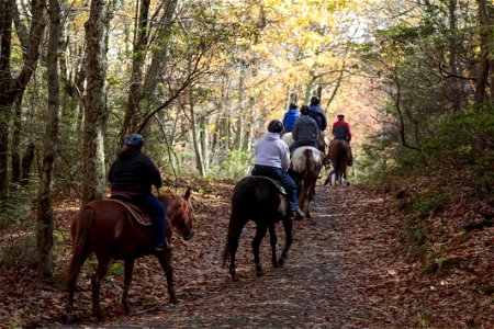 Horseback Riding on Limberlost Trail photo