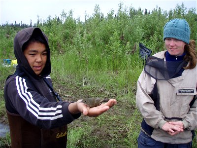 Bryan releasing flycatcher
