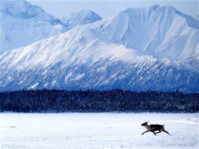 A single caribou running photo