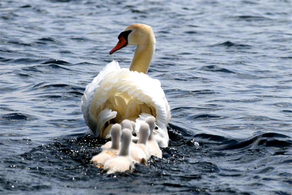 Follow me, cygnets photo