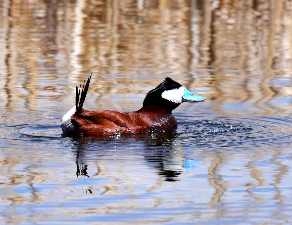 Ruddy duck at Seedskadee National Wildlife Refuge