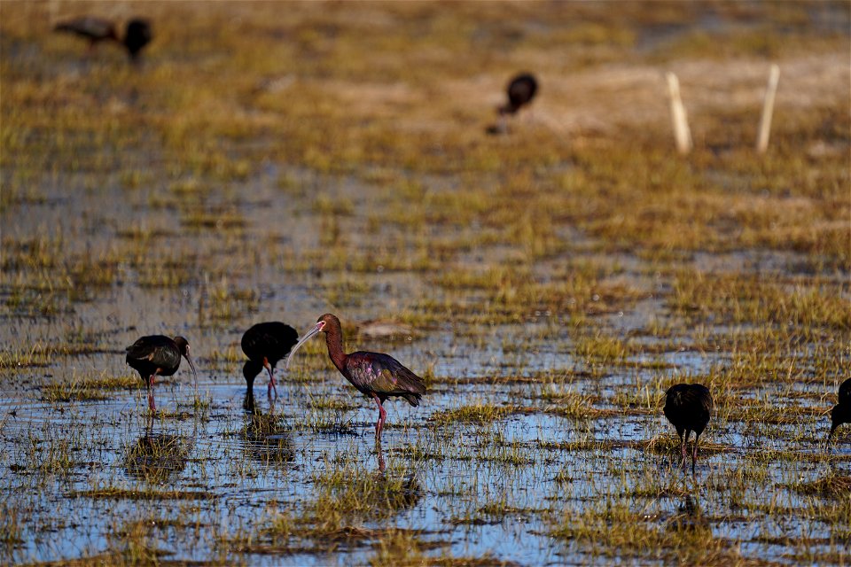 whitefaced ibis (1 of 1)