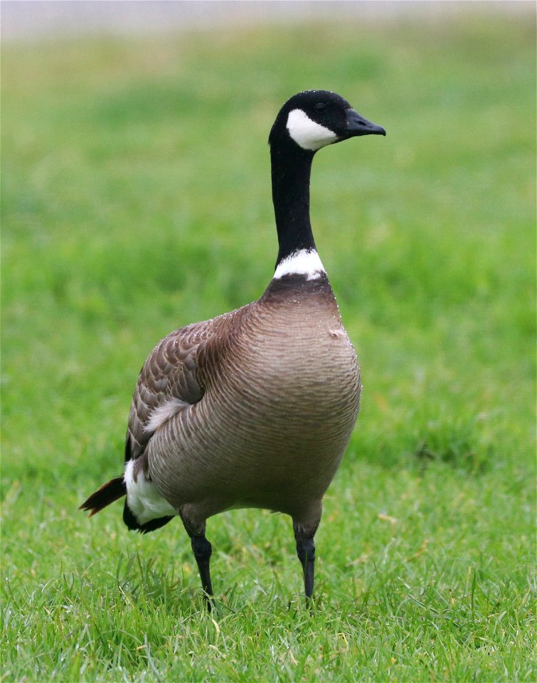 017 - CANADA GOOSE Aleutian race (5-15-2021) alexandre dairy, crescent city, del norte co, ca -01
