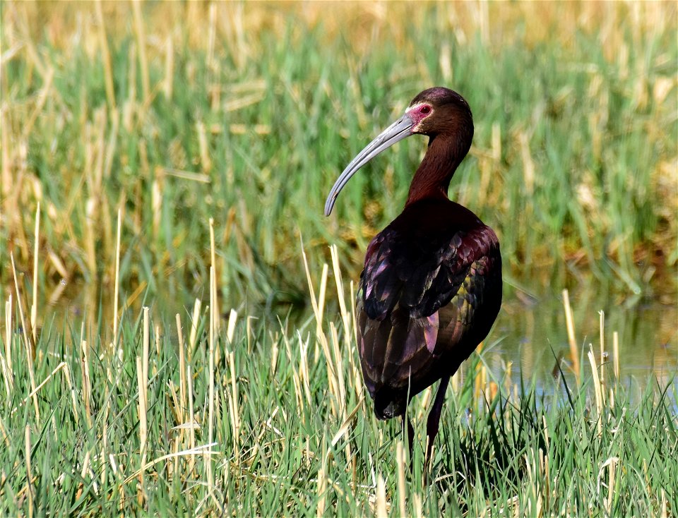 White faced ibis on Seedskadee National Wildlife Refuge