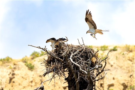 Osprey landing on the nest with a freshly caught fish (2) photo