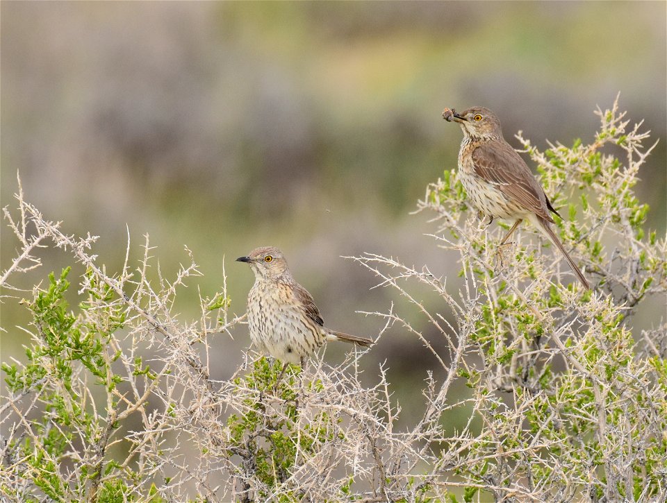 Sage thrasher at Seedskadee National Wildlife Refuge