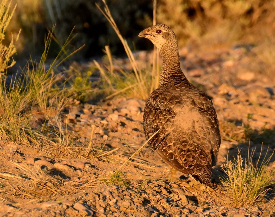 Greater sage-grouse at Seedskadee National Wildlife Refuge
