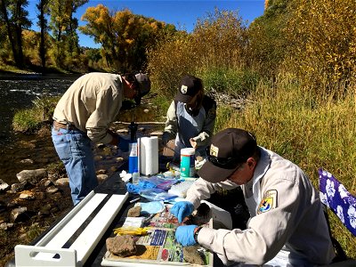 Surveying Fish Health in the Colorado River