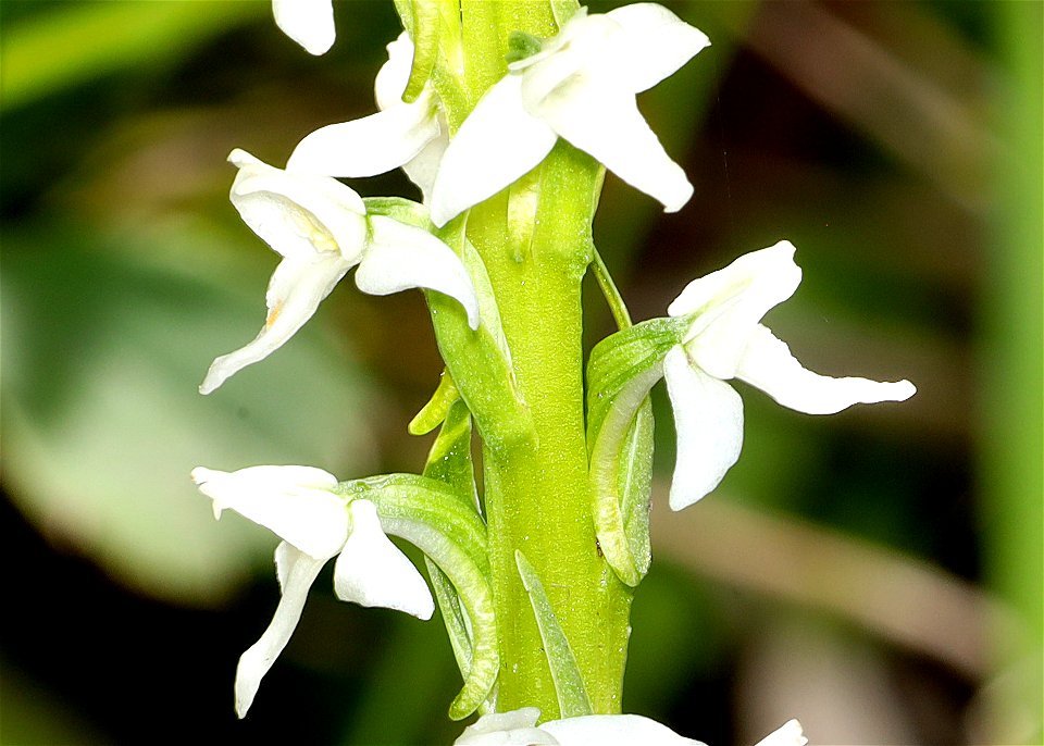 ORCHID, sp (07-08-2022) 5200 ft, rogers pass, helena nat forest, lewis and clark co, mt -02