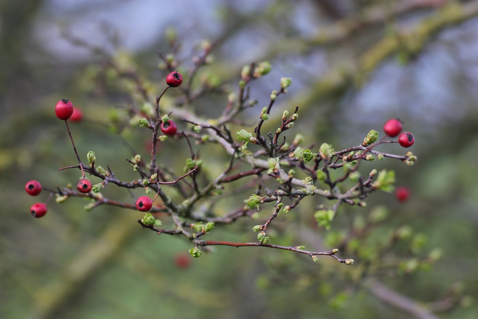 Tree hawthorn nature