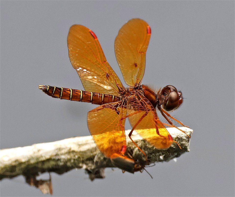 AMBERWING, EASTERN (Perithemis tenera) (05-29-2023) pocosin nat wildlife refuge, tyrrell co, nc -03