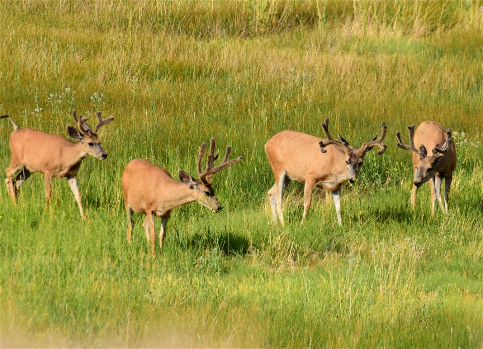 Mule deer at Seedskadee National Wildlife Refuge