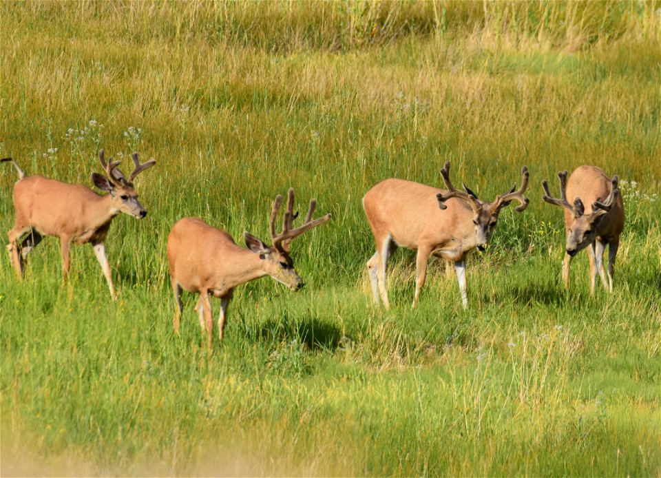 Mule deer at Seedskadee National Wildlife Refuge photo