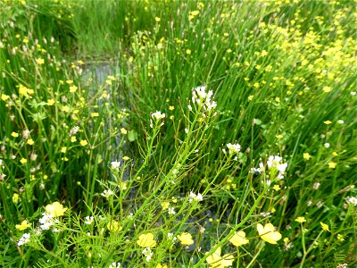 Cardamine parviflora L., 1759