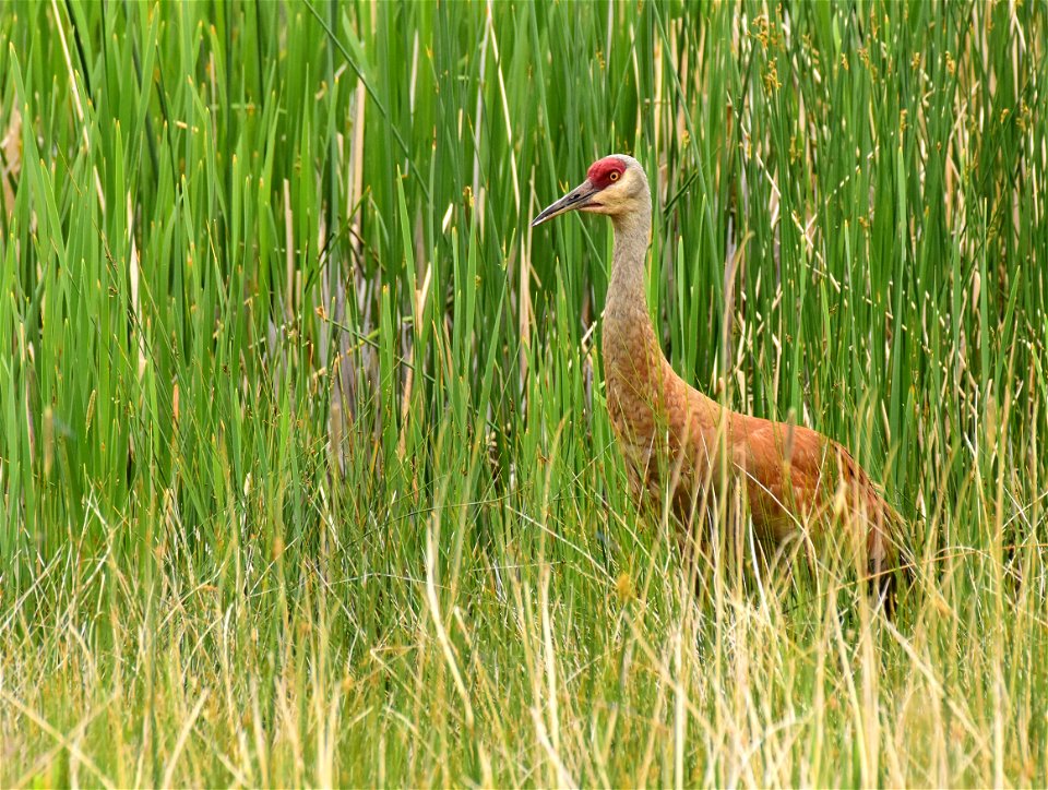 Greater sandhill crane at Seedskadee National Wildlife Refuge Wyoming