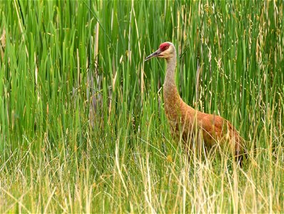 Greater sandhill crane at Seedskadee National Wildlife Refuge Wyoming