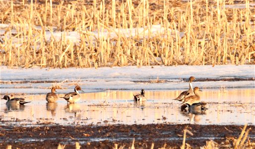 Spring Pintail Ducks Huron Wetland Management District South Dakota photo