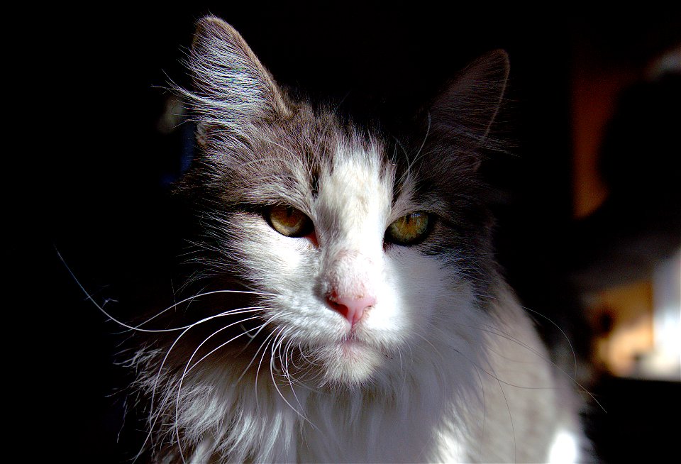 Silver Glamour Shot