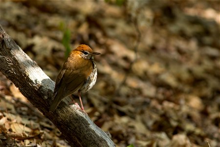 Wood Thrush photo