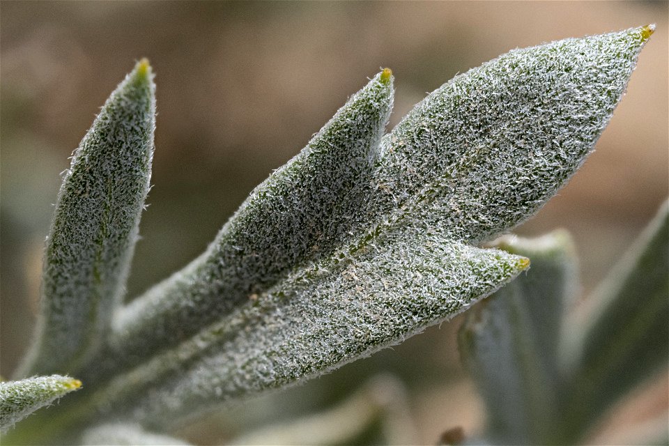 Bahia absinthifolia